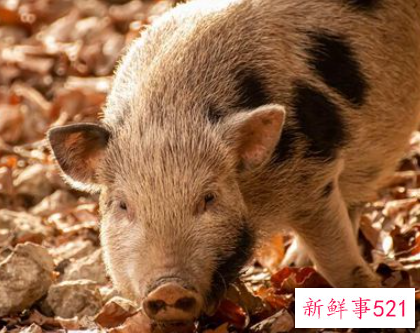 梦见猪肚子是什么意思