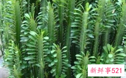 能带来好运的绿植