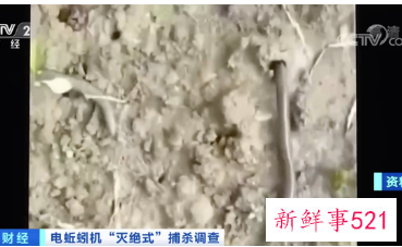 蚯蚓干价格暴涨引发“灭绝式”捕杀现象