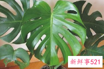 能带来好运的绿植