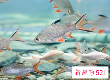 男人梦到鱼是什么征兆