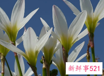 水仙花花语和寓意