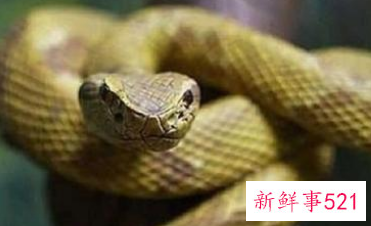 怀孕梦见蛇爬身上是什么意思