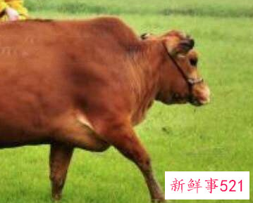 已婚女人梦见大黑牛