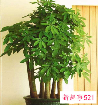 能带来好运的绿植