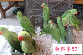 鹦鹉幼鸟如何照顾