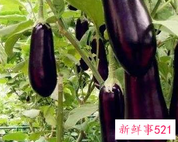 常见的蔬菜种类10种图片