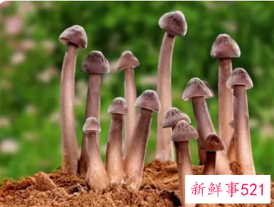 孕妇梦见鸡枞是什么意思