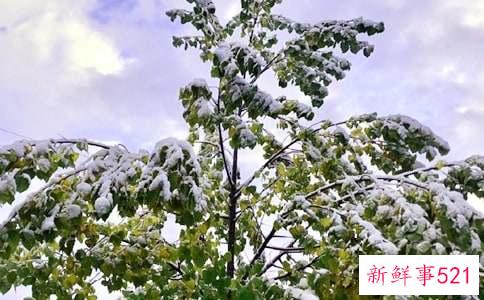 下雪天出行安全有哪些需要注意什么