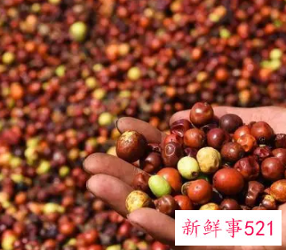 酸枣泡水喝的功效与作用有哪些