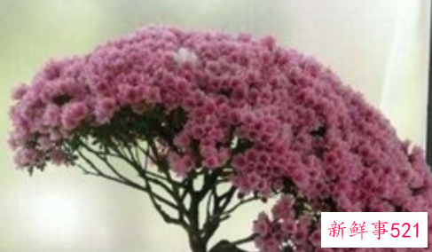 冬天室外冻不死的绿植有哪些