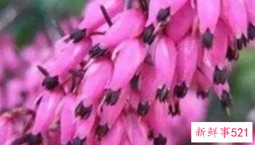 冬天室外冻不死的绿植有哪些