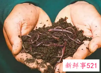 蚯蚓干价格暴涨引发“灭绝式”捕杀现象