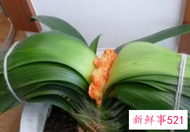 君子兰老叶子发黄是什么原因