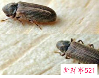 床上有皮蠹虫不敢睡觉