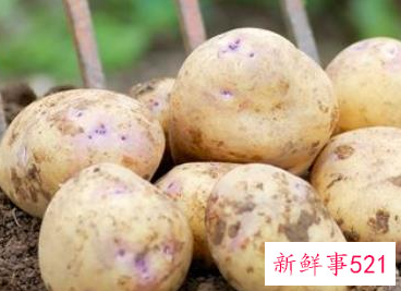 常见的蔬菜种类10种图片