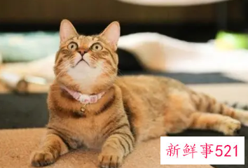 梦见猫进屋是什么征兆
