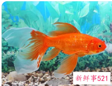 男人梦到鱼是什么征兆