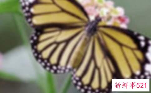 帮你快速甩掉蝴蝶袖