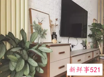 电视柜两旁植物禁忌