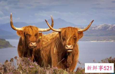 1949年属牛的人2022年运程详解