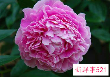 风水十大吉祥花排行