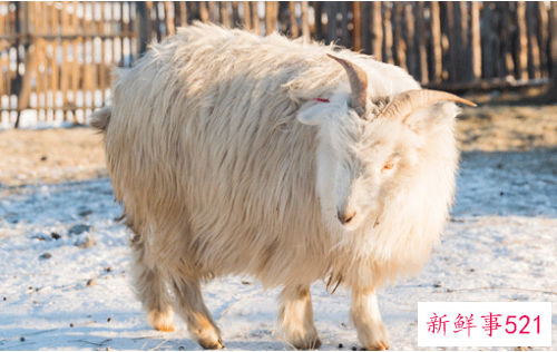 属羊男运势及运程