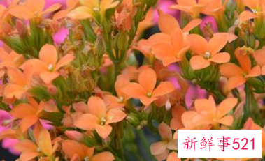 长寿花摆放禁忌