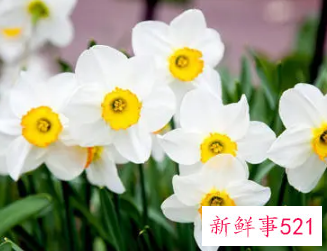 水仙花花语和寓意