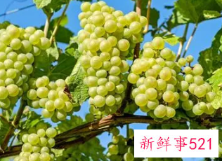 梦到绿色的葡萄一串串的