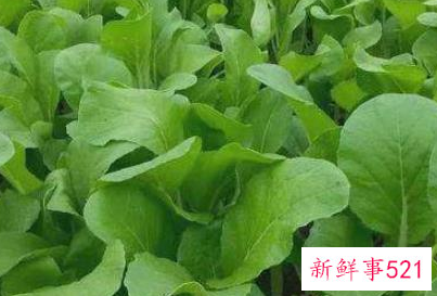 常见的蔬菜种类10种图片