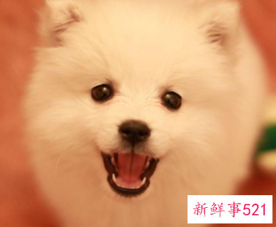 银狐犬的训练方法