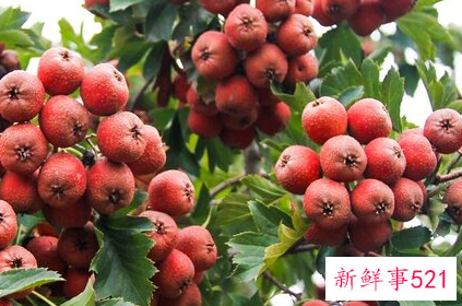 温性水果有哪些