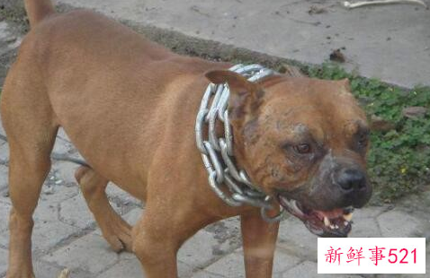 比特犬变胖的原因是什么