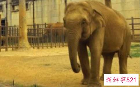 梦见发怒的大象