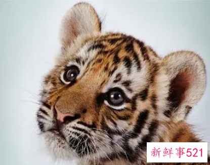 女孩漂亮有涵养的名字属虎