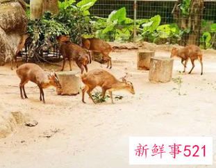 梦见动物园的动物都放出来了