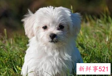 2022年1994属狗运势及运程