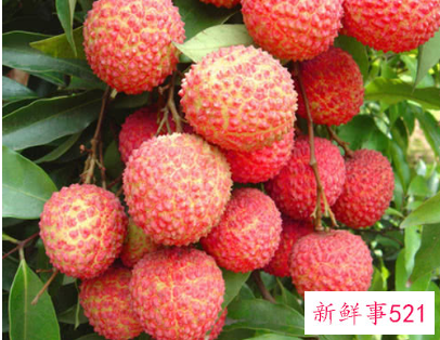 乌梅和荔枝能不能一起吃