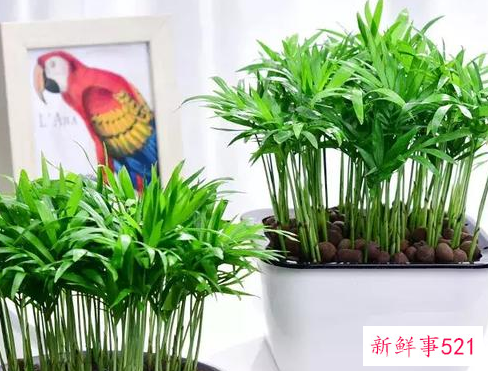 适合桌子上摆的绿植