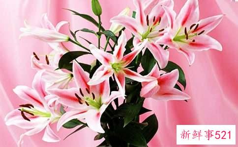 百合花的心情简单说说