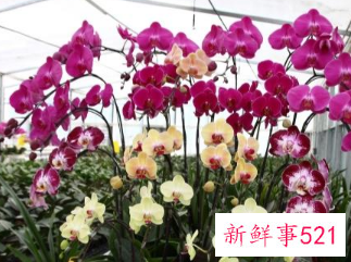 过年了家里摆什么花好