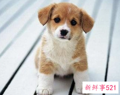 属狗的脾气是什么样的