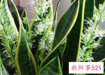 最招财的植物盆栽