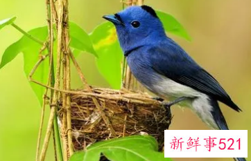 梦见一只鸟飞在我面前