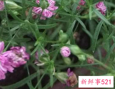 干花满天星适合送什么人