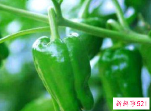 常吃青椒有什么好处和坏处