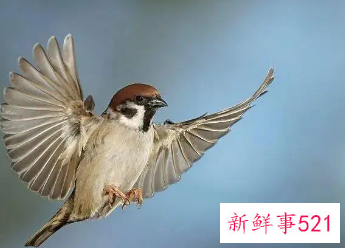 麻雀飞在窗户上的征兆