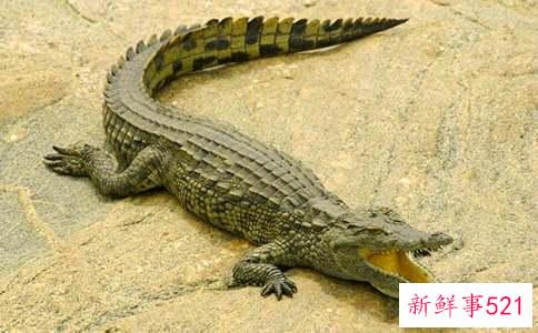 鳄鱼和猴子寓言故事