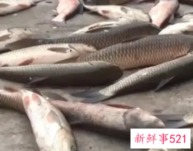 女人梦见抓到很多大鱼又逃走了